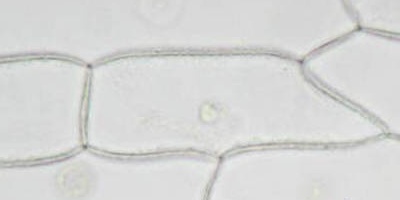 cibule